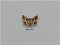 藏品(夜蛾347)的圖片